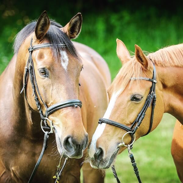 Brown Horses with Green Grass in the Background