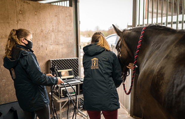 Cheltenham Equine Vets Horse Gastroscope In a Stable