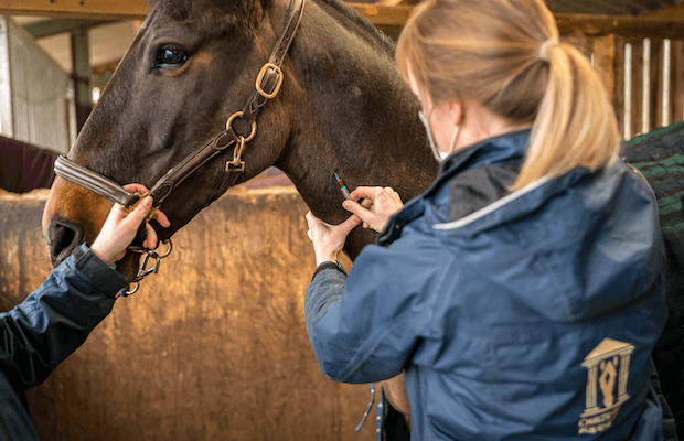 Cheltenham Equine Vets Horse Vaccination Injections