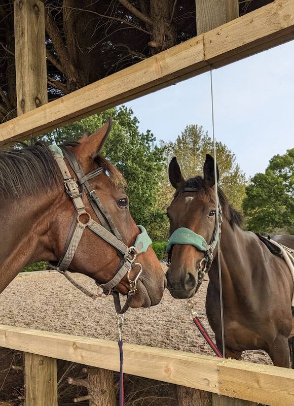 Horse Staring into a Mirror