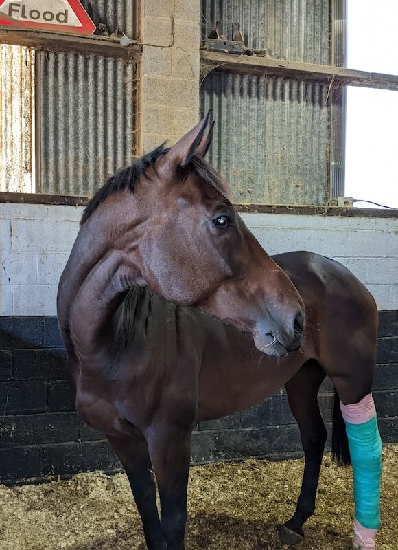 Horse in Stables with a Bandaged Leg