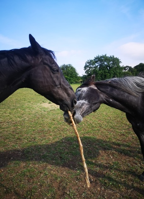 Horses in a field both holding the same branch in their mouth 2