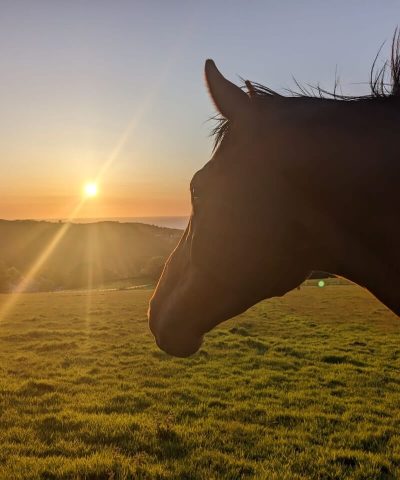 Horse starting into a field in the distance at sunset Horse starting into a field in the distance at sunset